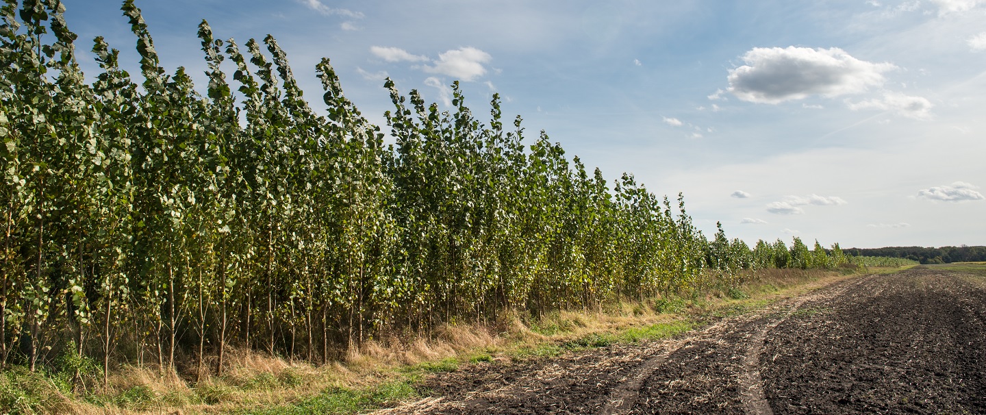 Plantagen Energy Crops ©Vattenfall