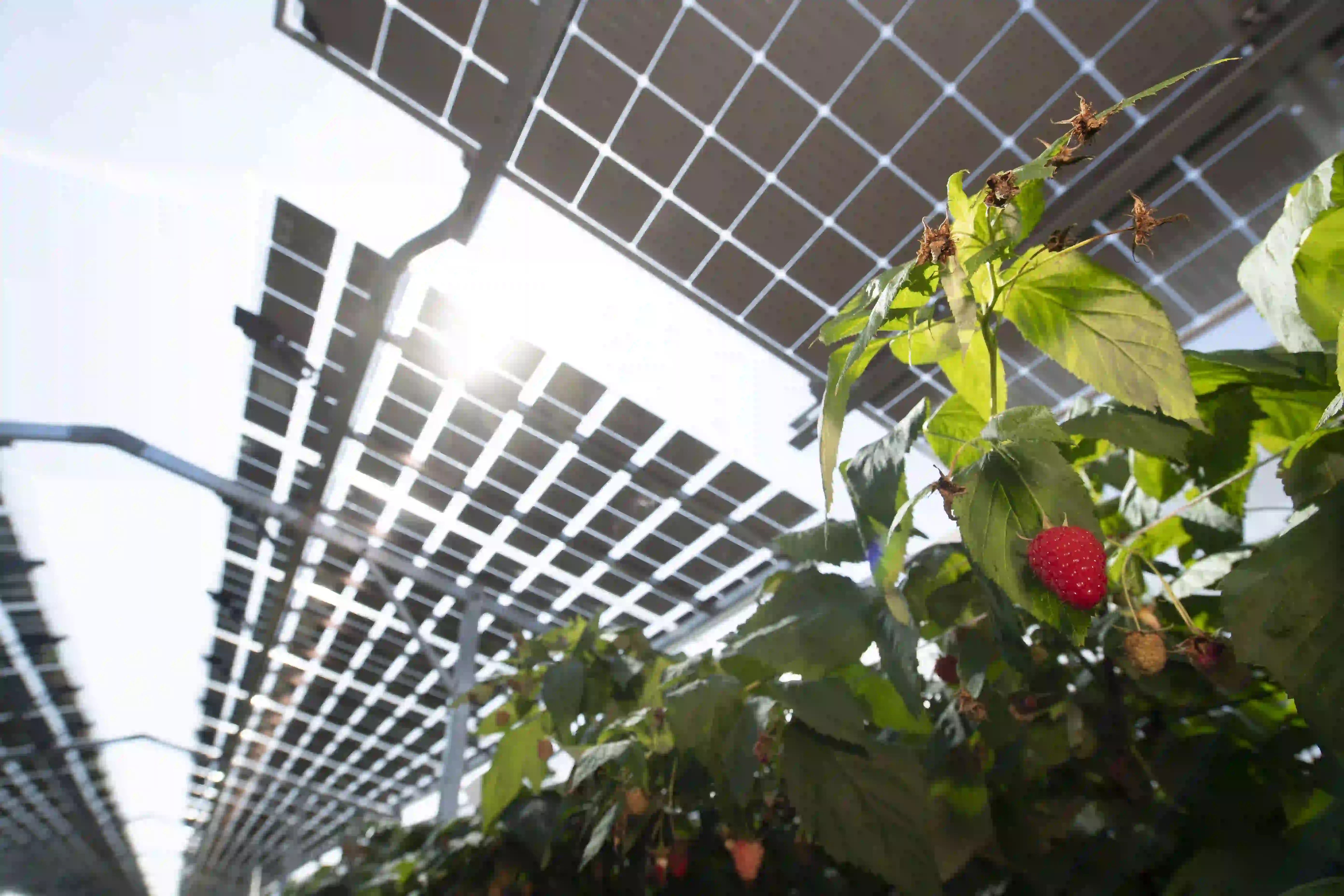 Agri-Photovoltaik: Himbeeren wachsen unter Solarmodulen, die an Gestellen befestigt sind